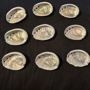 Abalone Shells